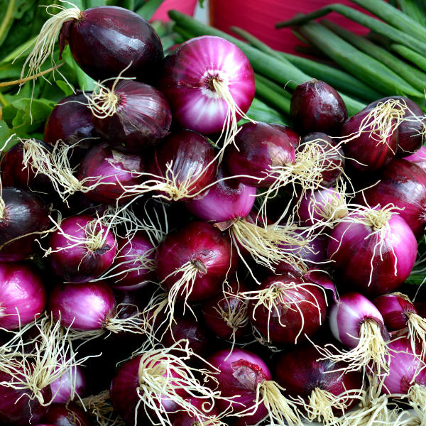 Onion Red Florence'