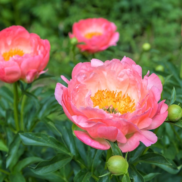 Pink Hawaiian Coral Peony