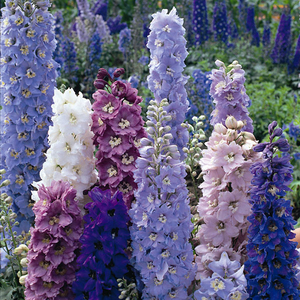 Delphinium ‘Pacific Giant Mix’