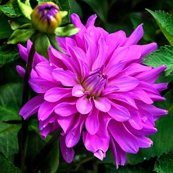 Dahlia 'Bluetiful'