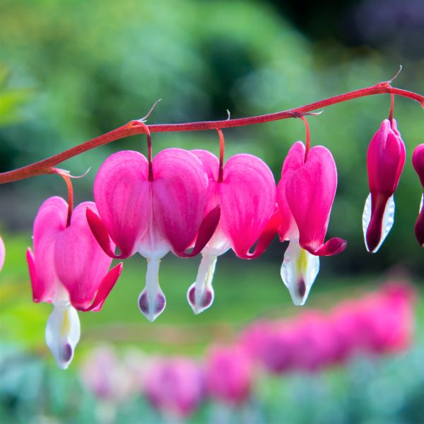 Lamprocapnos spectabilis