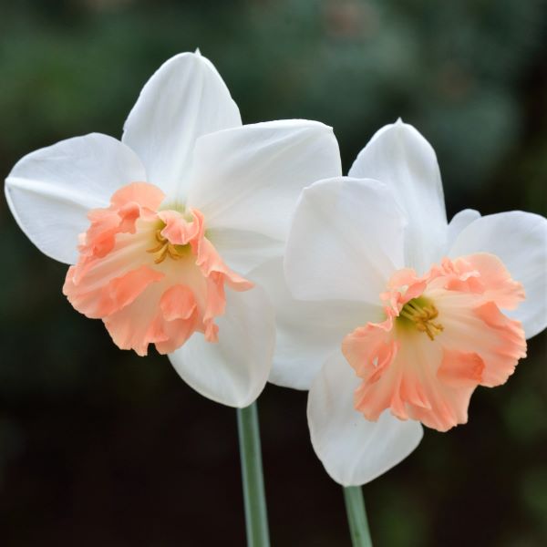 Narcissus 'Precocious'