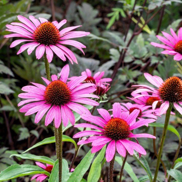 Echinacea Mix